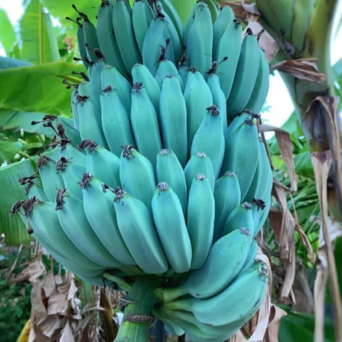 1 Musa Ice Cream (Blue Java) Banana Tree - Small Live Rooted Starter Plant, Tropical Blue Bananas, Unique Fruit, Home Garden or Containers